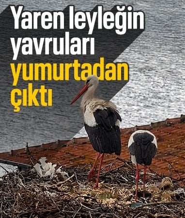 'Yaren' leyleğin yavruları yumurtadan çıktı