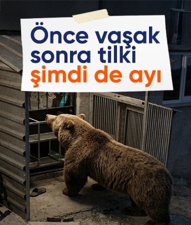 Bayburt’ta aynı bahçede üçüncü ziyaretçi: Bu kez ayı kamerada