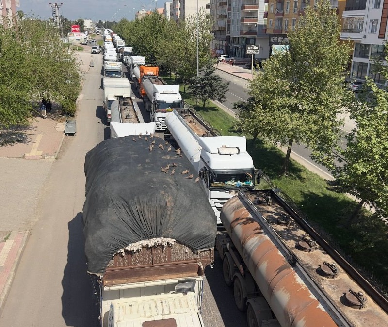 Şanlıurfa'da kırmızı ışık yanınca şölen başlıyor: Kumrular trafikte fırsatı kaçırmıyor