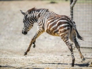 İzmir Doğal Yaşam Parkı’nda sıra dışı dostluk: Zebra yavrusu Gözde zürafalara sığındı