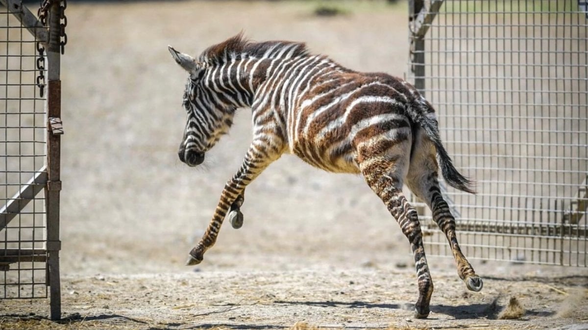 İzmir Doğal Yaşam Parkı’nda sıra dışı dostluk: Zebra yavrusu Gözde zürafalara sığındı