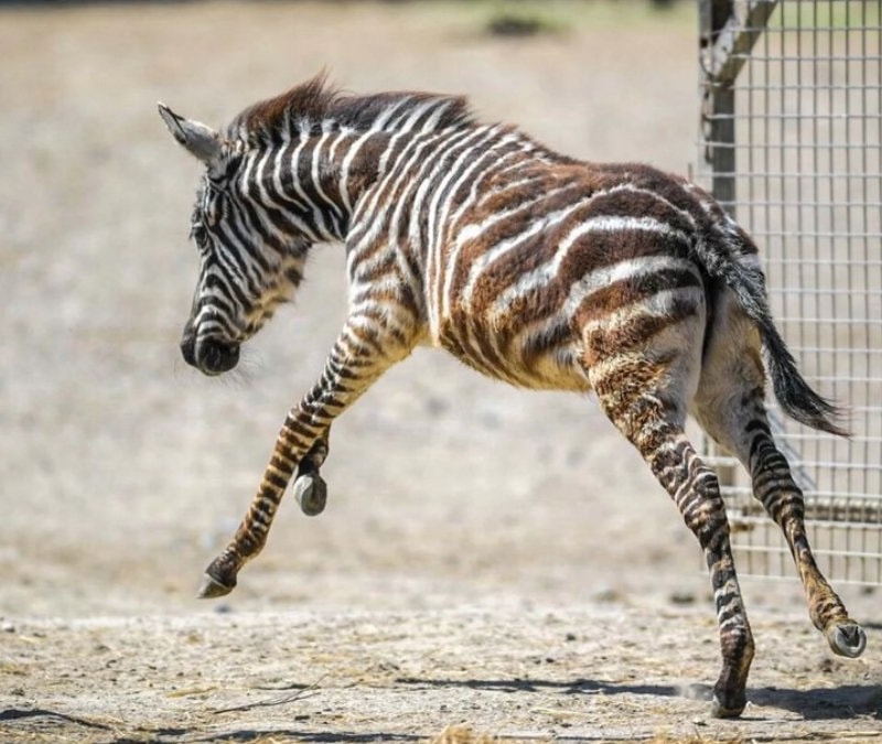 İzmir Doğal Yaşam Parkı’nda sıra dışı dostluk: Zebra yavrusu Gözde zürafalara sığındı