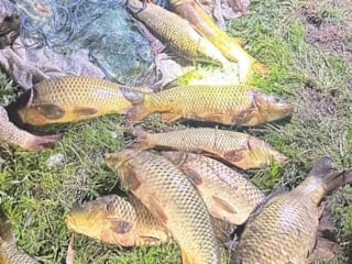 Eğirdir Gölü’nde kaçak yakalanan 100 kilo sazan yeniden göle bırakıldı