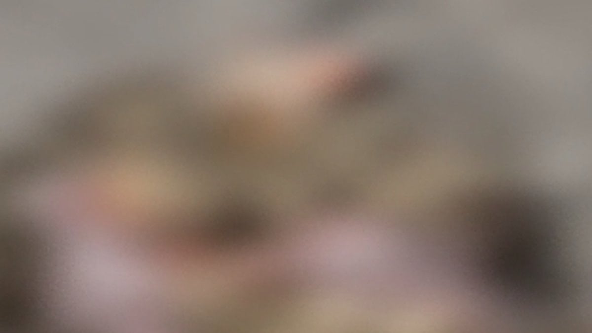 İstanbul'da site mescidinde 4 yavru kedi parçalanarak öldürüldü iddiası