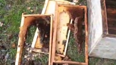 Bayburt’ta ayı baskını: Arılıkları talan ettiler, köpek havlayınca kaçtılar