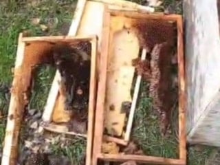 Bayburt’ta ayı baskını: Arılıkları talan ettiler, köpek havlayınca kaçtılar