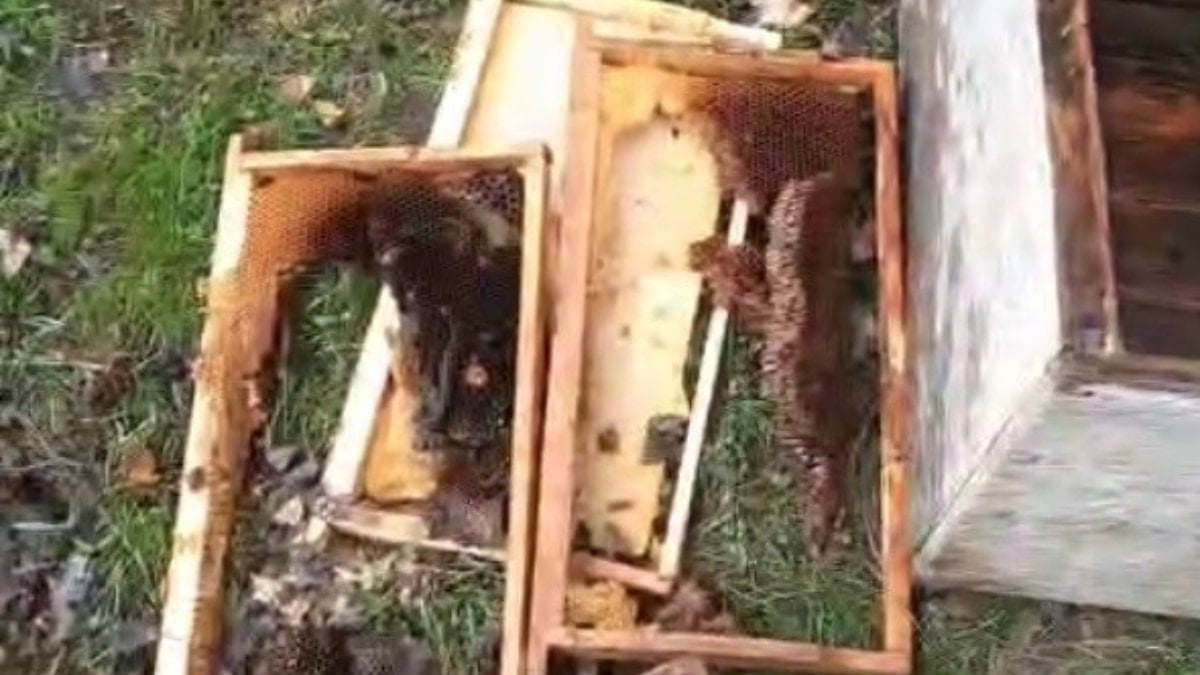 Bayburt’ta ayı baskını: Arılıkları talan ettiler, köpek havlayınca kaçtılar
