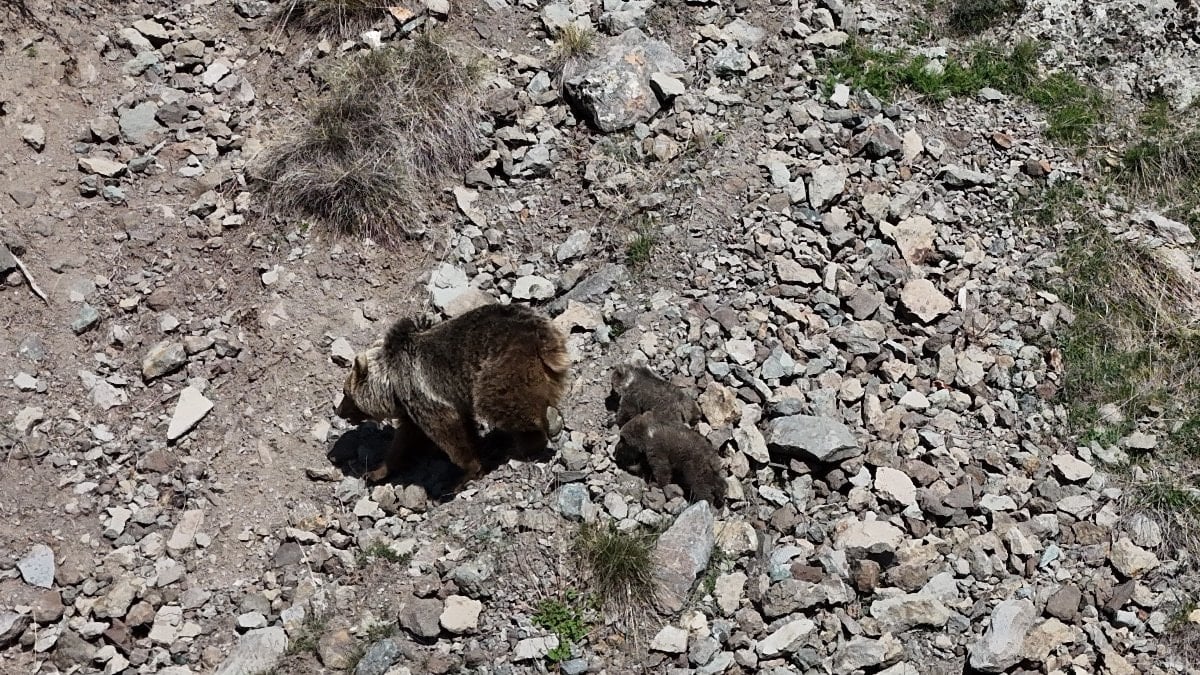 Erzurum'da bozayı ve iki yavrusu dronla görüntülendi