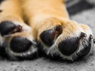 Köpeğinizin patileri "cips" gibi mi kokuyor; İşte nedeni