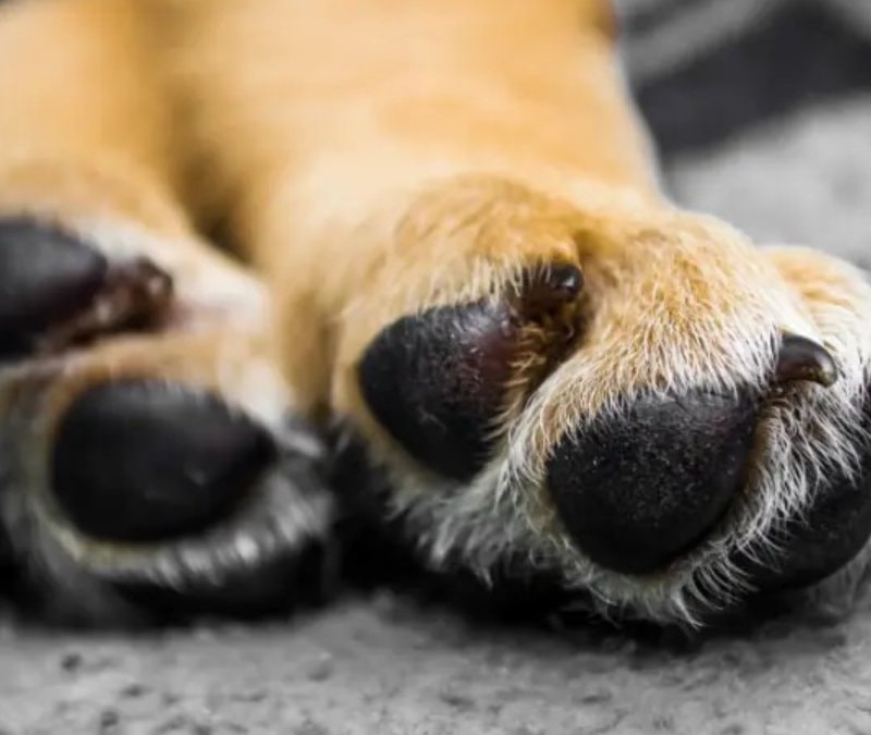 Köpeğinizin patileri 