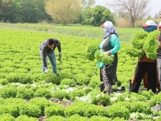 Iğdır'da hasat marul tarlalarından başladı