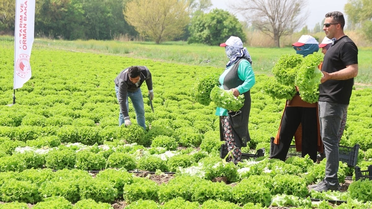 Iğdır'da hasat marul tarlalarından başladı
