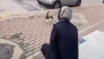 Kocaeli'de kediye yağ çözücü spreyle işkence eden market çalışanı gözaltında
