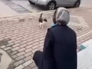 Kocaeli'de kediye yağ çözücü spreyle işkence eden market çalışanı gözaltında