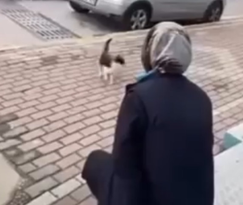 Kocaeli'de kediye yağ çözücü spreyle işkence eden market çalışanı gözaltında