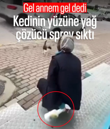 Kocaeli'de kediye yağ çözücü spreyle işkence eden market çalışanı gözaltında