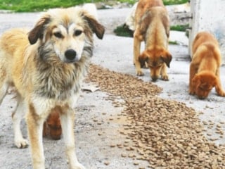 Türkiye'de 70 milyar liralık 'köpek maması' piyasasını Yahudiler yönetiyor
