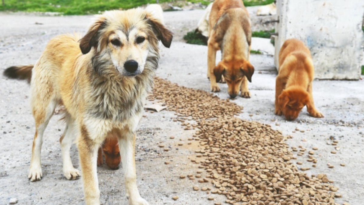 Türkiye'de 70 milyar liralık 'köpek maması' piyasasını Yahudiler yönetiyor