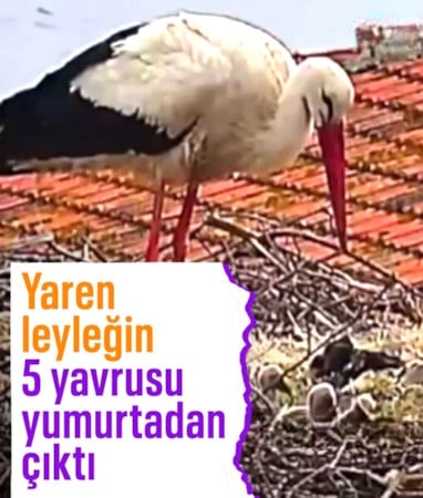Bursa'da Yaren ve Nazlı leyleğin 5 yavrusu dünyaya geldi