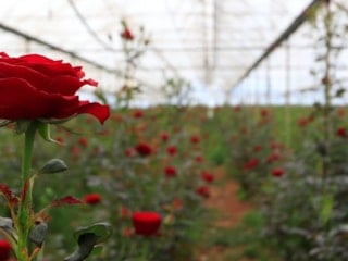 Anneler Günü öncesi 20 TL'ye üretilen güller, raflarda 200 TL
