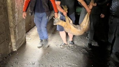 Artvin'de duyarlı müdahale: Derede mahsur kalan karaca kurtarıldı