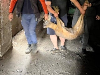 Artvin'de duyarlı müdahale: Derede mahsur kalan karaca kurtarıldı