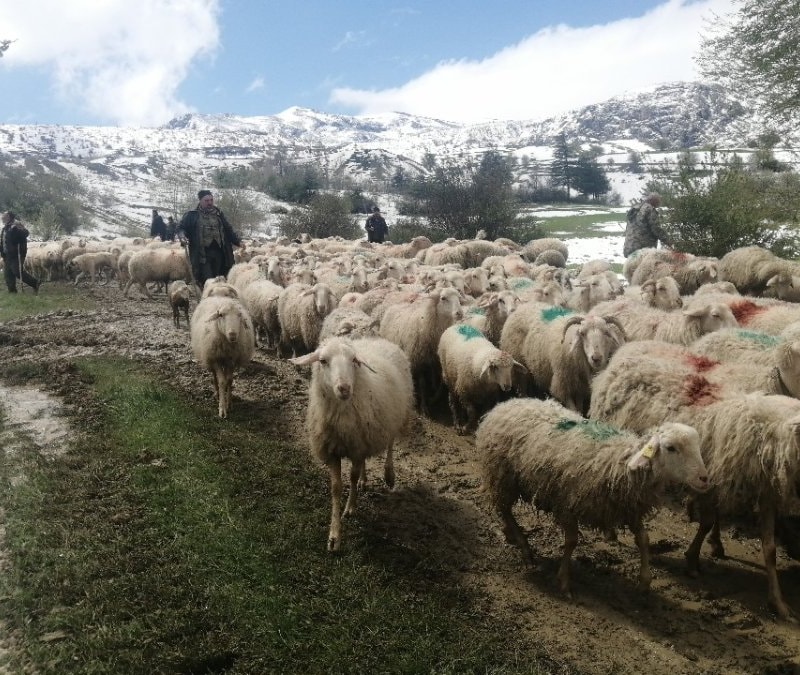 Isparta'da yaylada mahsur kalan çobanlar 30 saat sonra kurtarıldı