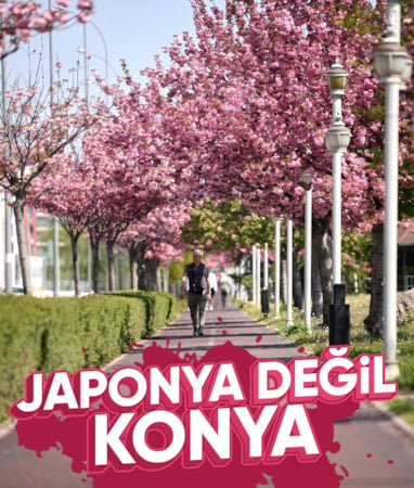 Konya'da sakura mevsimi başladı