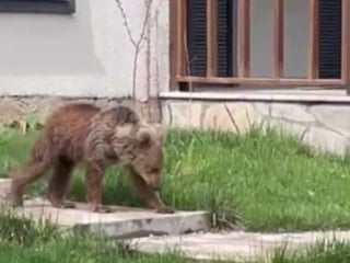 Gümüşhane'de vatandaşlar ayılardan dertli