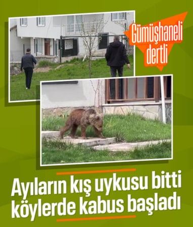Gümüşhane'de vatandaşlar ayılardan dertli