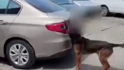 Sakarya'da uyuşturucu operasyonu: 80 kilo uyuşturucu ele geçirildi