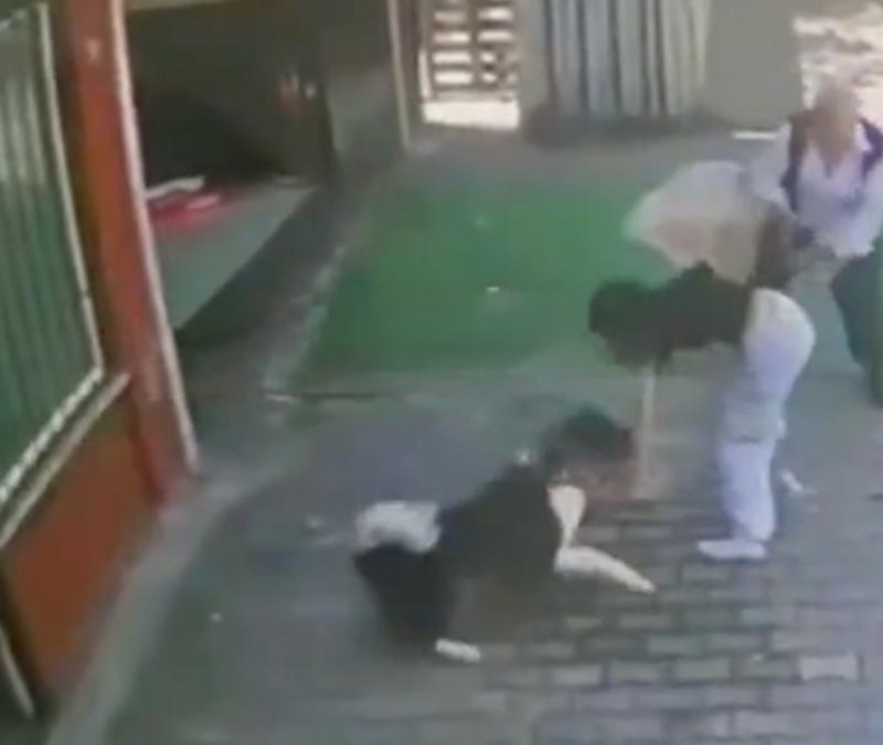 İstanbul'da köpek dehşeti: Küçük kızın kolunu ısırdı