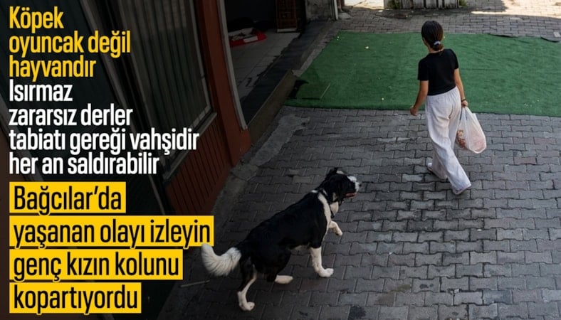 İstanbul'da köpek dehşeti: Küçük kızın kolunu ısırdı