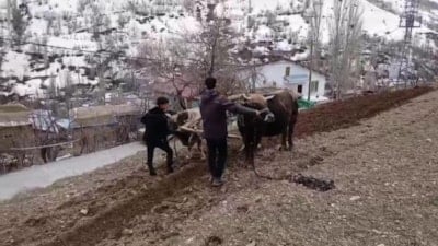 Bahçesaray'da zamana direnen gelenek: Dik yamaçlarda karasaban mesaisi