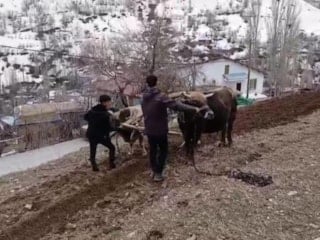 Bahçesaray'da zamana direnen gelenek: Dik yamaçlarda karasaban mesaisi