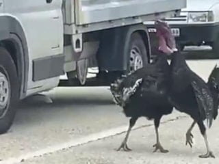 Karabük'te yol ortasında hindi kavgası