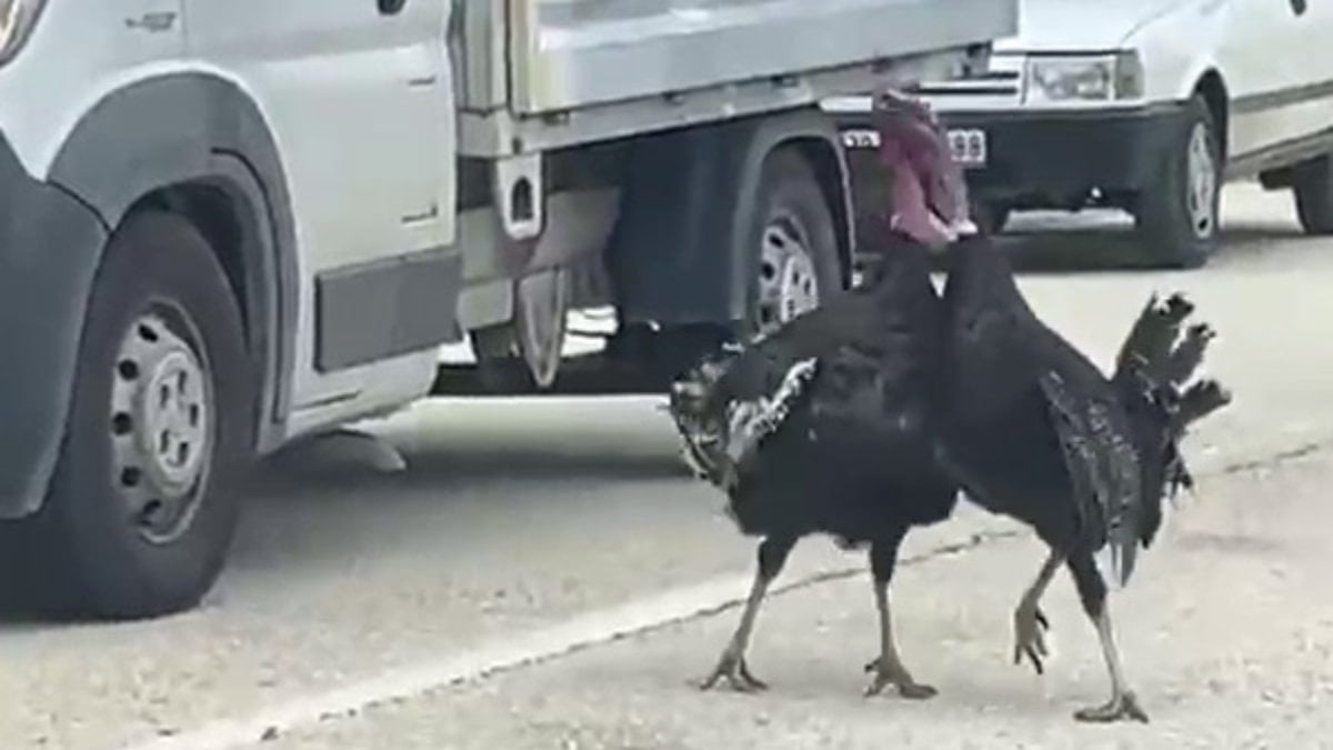 Karabük'te yol ortasında hindi kavgası