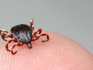 Kastamonu'da vücuduna kene yapışan kadın hayatını kaybetti