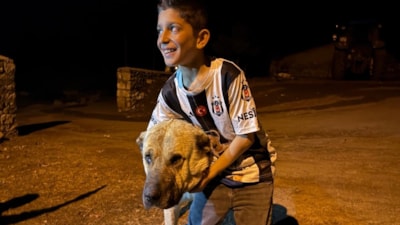 Erzurum'da ayıların hedefi olan Sencar’ı kangal köpeği kurtardı