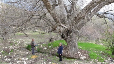 Malatya’da 270 yıllık doğa mirası: Ceviz ağacı zamana meydan okuyor