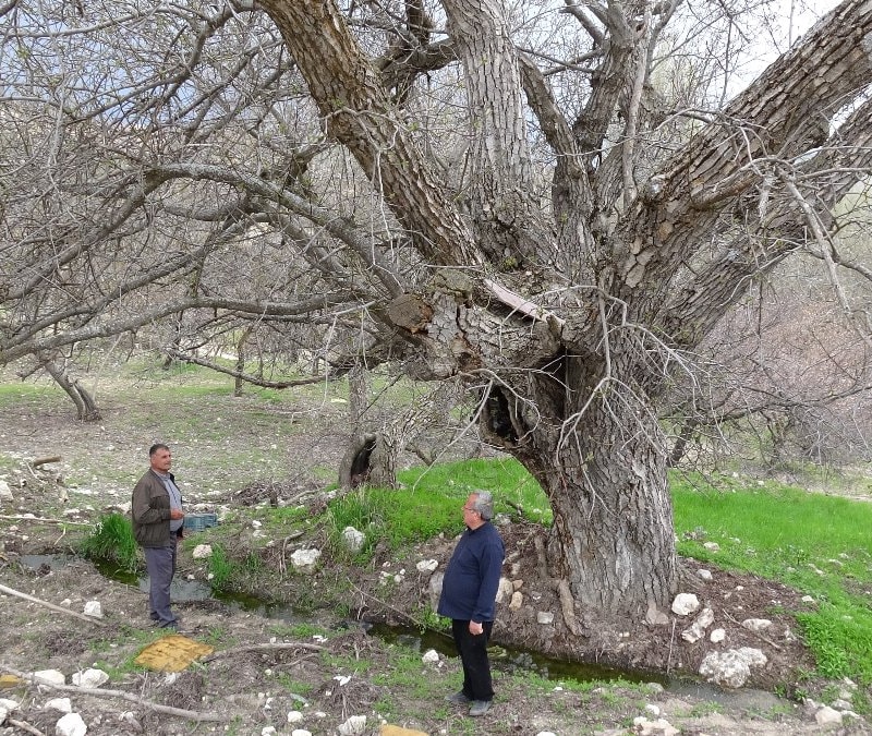 Malatya’da 270 yıllık doğa mirası: Ceviz ağacı zamana meydan okuyor