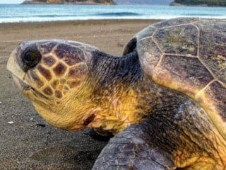 Muğla'da caretta carettaların yumurtlama dönemi başladı