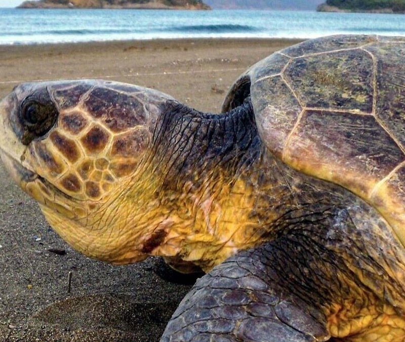 Muğla'da caretta carettaların yumurtlama dönemi başladı