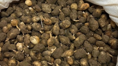 Mardin’de kaçak salep operasyonu: 6 kilogram yumruya el konuldu, iki kişiye yüksek ceza