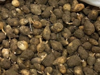 Mardin’de kaçak salep operasyonu: 6 kilogram yumruya el konuldu, iki kişiye yüksek ceza