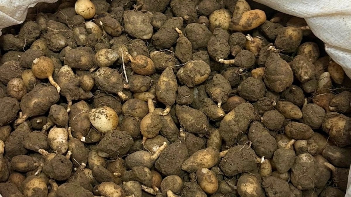 Mardin’de kaçak salep operasyonu: 6 kilogram yumruya el konuldu, iki kişiye yüksek ceza