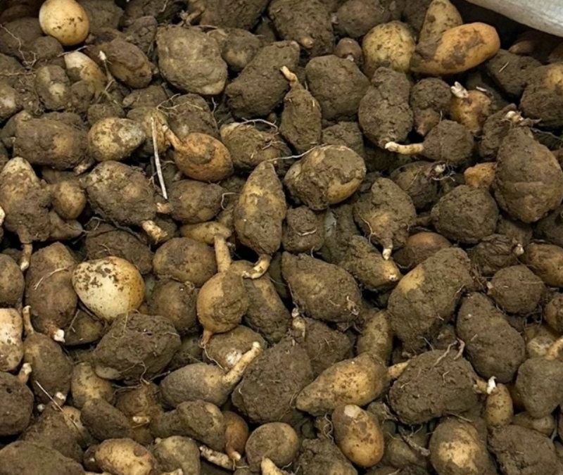 Mardin’de kaçak salep operasyonu: 6 kilogram yumruya el konuldu, iki kişiye yüksek ceza