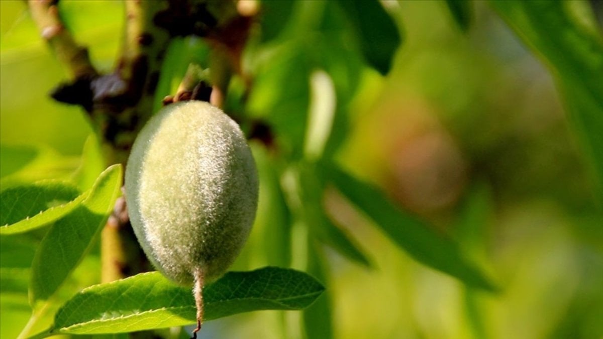 Adıyaman'da çağla yiyen 6 öğrenci hastanelik oldu
