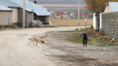 Van’da köpek saldırısı: 11 yaşındaki çocuk yaralandı