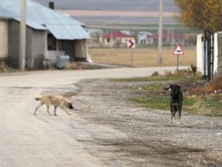 Van’da köpek saldırısı: 11 yaşındaki çocuk yaralandı